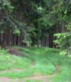 So sollte ein gesunder Wald aussehen!