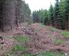 Der Waldweg nach der Rodung!